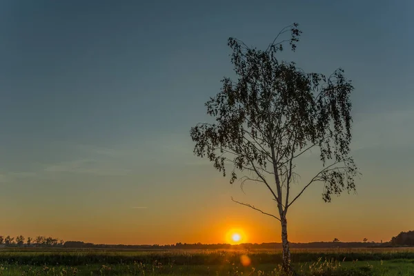 Huş ağacı ve mavi gökyüzünde gün batımı — Stok fotoğraf