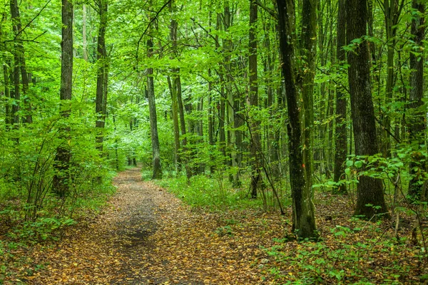 Chemin à travers une forêt caduque verte — Photo