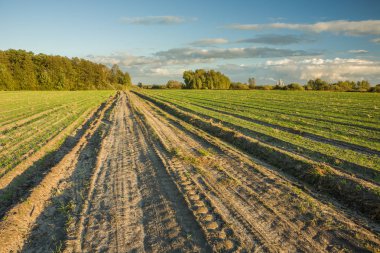 Gökyüzünde ekilen tarlalar ve bulutlar ile Kumlu yol