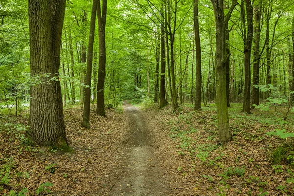 Un sentier battu à travers une forêt verte avec des feuilles tombées — Photo