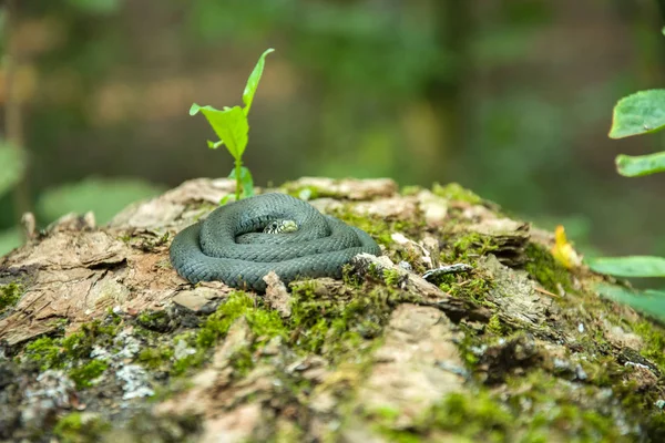 Serpiente de hierba enrollada acostada en un tronco de árbol cubierto de musgo — Foto de Stock