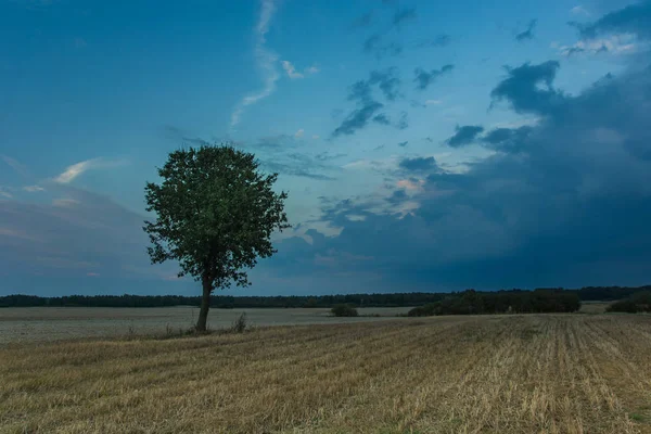 Einsamer Baum auf den Stoppeln und Abendwolken — Stockfoto