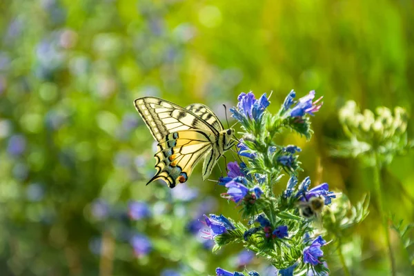 Old World swallowtail butterfly perched on blue flowers — Stock Photo, Image