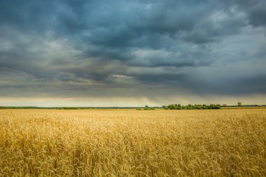 Tahıl bir alan üzerinde gökyüzünde karanlık yağmurlu bulutlar