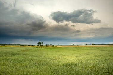 Tahıl ve bulutlu gökyüzü ile yeşil alan