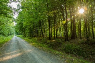 Ormanda ve ağaçların arkasındaki güneş yolu