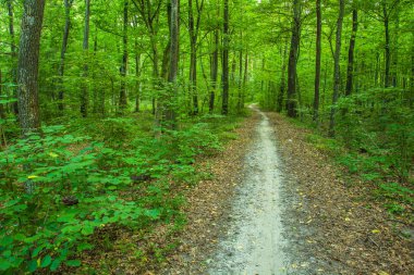 Yeşil ormandan gelen patika
