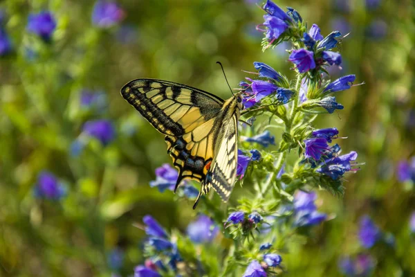 Eski Dünya Swallowtail Kelebek bir çiçek üzerinde yer alan