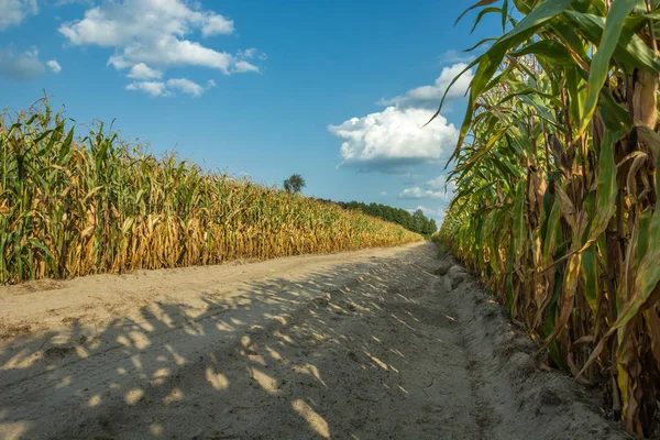 Піщаний шлях через кукурудзяне поле — стокове фото