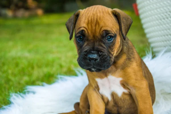 Sitting and looking little puppy — Stock Photo, Image