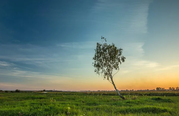 Çayırda yalnız huş ağacı — Stok fotoğraf