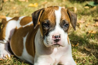 Boksör köpek çim üzerinde yatan