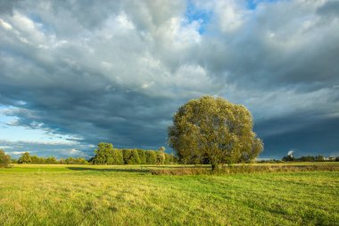 Çayırdaki ağaç ve fırtınalı bulut