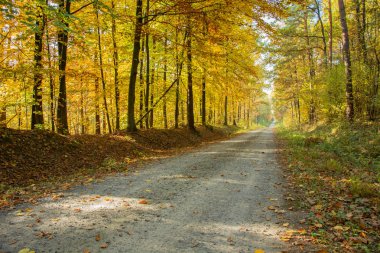 Sonbahar ormanı ve düşmüş yapraklar ile Çakıl yol