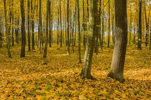 Forêt automnale par une journée ensoleillée — Photo