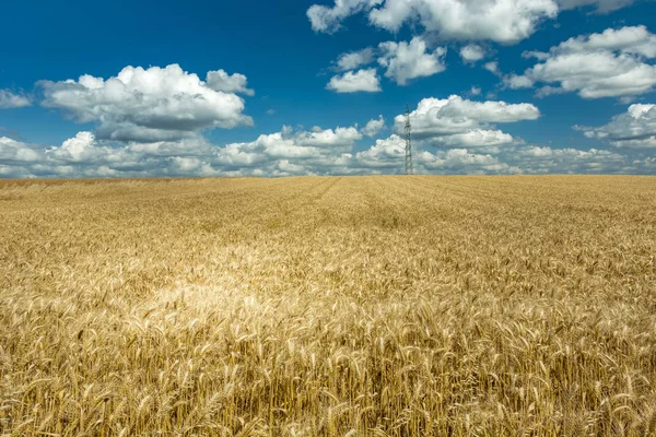 Fält av rågvete och moln — Stockfoto