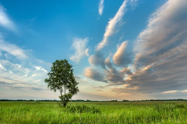 Çayırda yalnız ağaç ve gökyüzünde renkli bulutlar — Stok fotoğraf