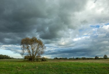 Çayırdaki ağaç ve yağmurlu bulutlar