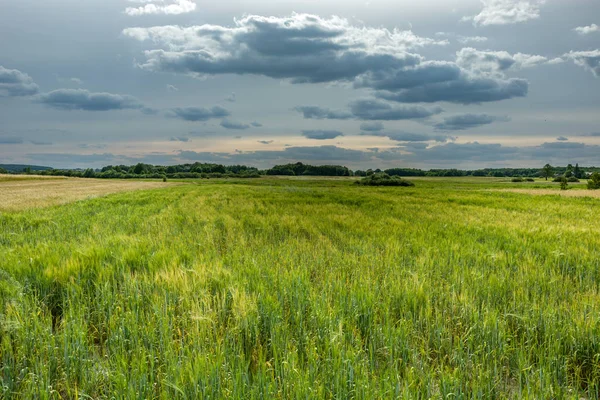 Green field and gray clouds