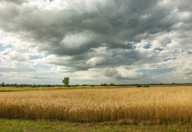 sarı, tarla, peyzaj, tarım, çiçek, bahar, kolza,