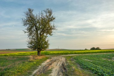 Tarlada büyük bir ağaç