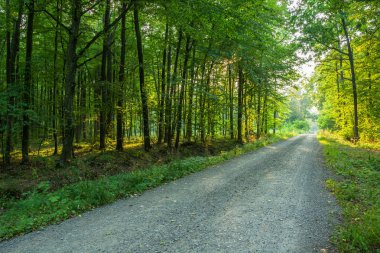 Ormanın içinden geçen çakıl yol