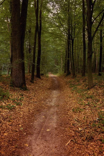 Torra löv på en stig i skogen — Stockfoto