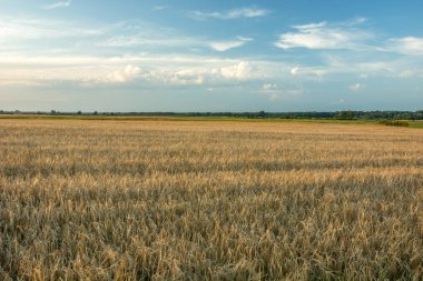 Mavi bir gökyüzünde tahıl ve bulutlarla tarla