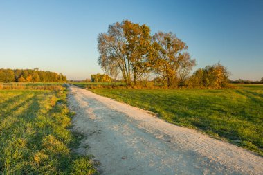 Çayırlar ve sonbahar ağaçları ile Kumlu yol