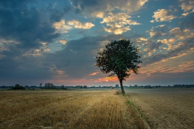 Tarlada yalnız ağaç, renkli bulutlar
