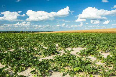 Pancarlı yeşil alan, ufuk ve gökyüzündeki beyaz bulutlar