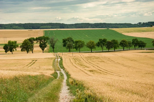 Un chemin de terre à travers les champs et les arbres qui poussent en rangée — Photo