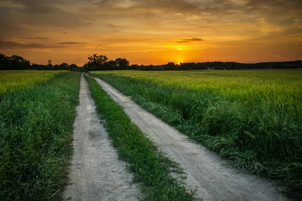 Заміська дорога, зелене зерно і захід сонця — стокове фото