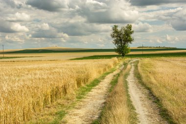 Tarlalarda asfaltsız yol