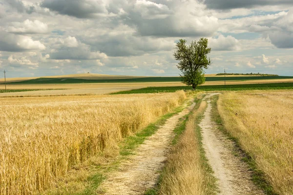 Tarlalarda asfaltsız yol