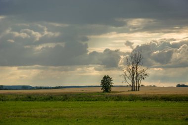 Çayırdaki ağaçlar ve bulutlu gökyüzü