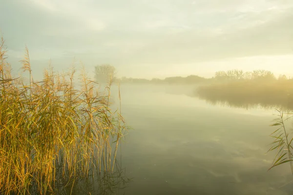 Reed e névoa grossa no lago — Fotografia de Stock