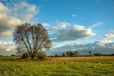 Çayırda yapraksız büyük bir ağaç.
