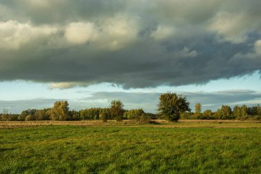 Yeşil çayır, ufukta orman ve gri bulut