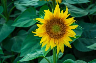 Yaprakların bir arka plan üzerinde güzel tek ayçiçeği