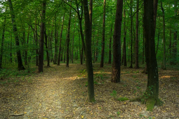 Path through a dark deciduous forest
