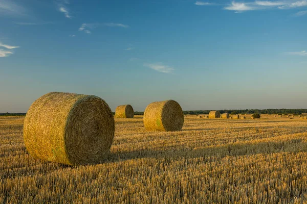 Huge straw bales on the stubble — Stock Photo, Image