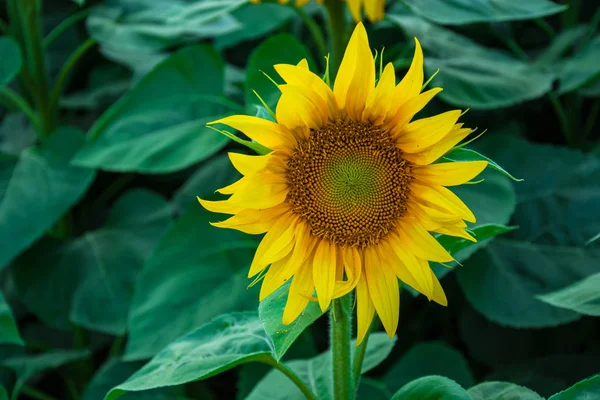Yaprakların bir arka plan üzerinde güzel tek ayçiçeği