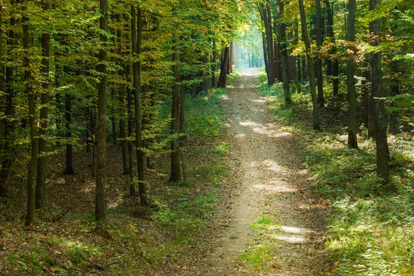 Beautiful alley through the forest and sunlight in autumn day