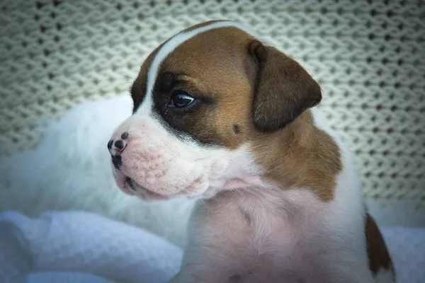 Roztomilé boxerské štěně se dívá bokem — Stock fotografie