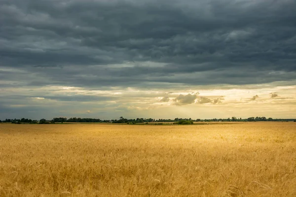 Rågfält och mörka moln på himlen — Stockfoto