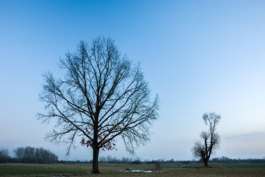 Yapraksız büyük meşe, mavi gökyüzü