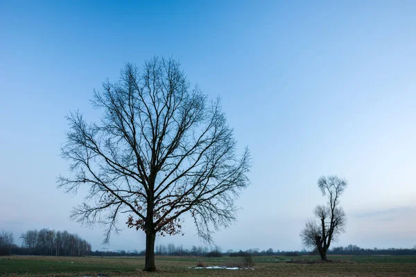 Große Eiche ohne Blätter, blauer Himmel — Stockfoto