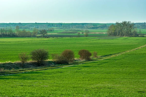 Route à travers les champs verts — Photo