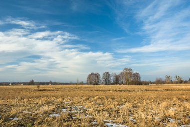 Kuru çimenler ve kar, ağaçlar ve gökyüzündeki beyaz bulutlar